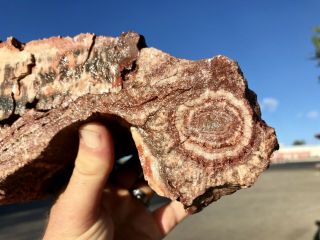 REILLY’S ROCKS: Arizona Petrified Wood W/ Rare Polyrporites Wardii Fungus 9.  5 Lb 3