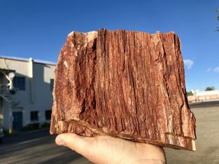 REILLY’S ROCKS: Arizona Petrified Wood W/ Rare Polyrporites Wardii Fungus 9.  5 Lb 4