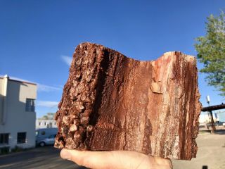 REILLY’S ROCKS: Arizona Petrified Wood W/ Rare Polyrporites Wardii Fungus 9.  5 Lb 5