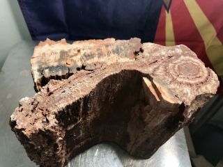 REILLY’S ROCKS: Arizona Petrified Wood W/ Rare Polyrporites Wardii Fungus 9.  5 Lb 6