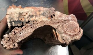 REILLY’S ROCKS: Arizona Petrified Wood W/ Rare Polyrporites Wardii Fungus 9.  5 Lb 7