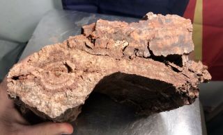 REILLY’S ROCKS: Arizona Petrified Wood W/ Rare Polyrporites Wardii Fungus 9.  5 Lb 8