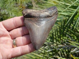 6) Smokey Gray And Tan Meg 4.  05 " Megalodon Shark Teeth Fossil