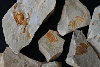 8 fossil crab imprints Pinnixia sp.  Miocene dolomite slabs fish scale scarce 2
