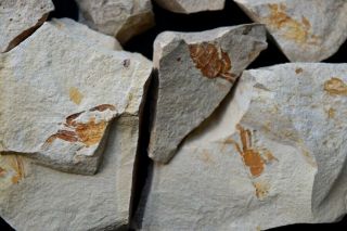 8 fossil crab imprints Pinnixia sp.  Miocene dolomite slabs fish scale scarce 3