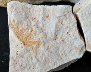 8 fossil crab imprints Pinnixia sp.  Miocene dolomite slabs fish scale scarce 4