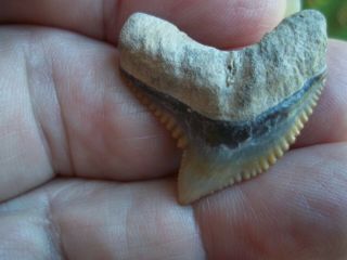 Fossil Tiger Shark Tooth From Bone Valley Area In Central Florida Shark Teeth