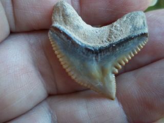FOSSIL TIGER SHARK TOOTH from BONE VALLEY AREA in CENTRAL FLORIDA SHARK TEETH 2
