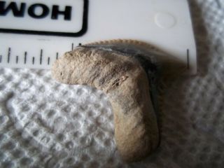 FOSSIL TIGER SHARK TOOTH from BONE VALLEY AREA in CENTRAL FLORIDA SHARK TEETH 5