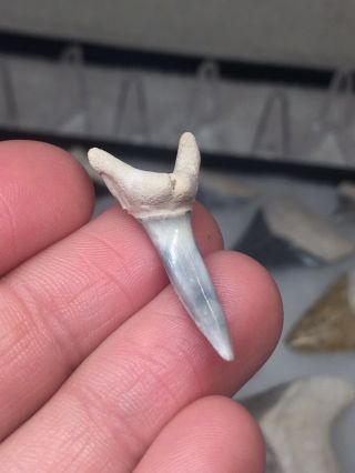 Bone Valley Sand Tiger Shark Tooth Fossil Sharks Teeth Megalodon Era