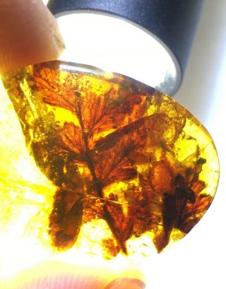Big Unknown Plant Leaf Burmite Myanmar Burmese Amber Insect Fossil Dinosaur Age