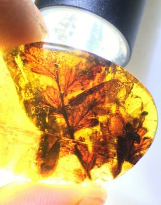 big unknown plant leaf Burmite Myanmar Burmese Amber insect fossil dinosaur age 2