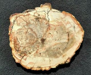 Araucaria Sp.  W/ Polyporites Fungus Slab,  Triassic,  Brazil