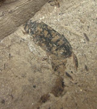 Corixidae and Cockroach Insect Fossil,  Inner Mongolia - 70542 3