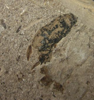Corixidae and Cockroach Insect Fossil,  Inner Mongolia - 70542 4