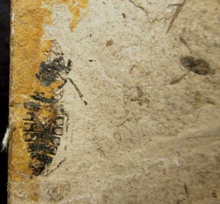 Corixidae and Cockroach Insect Fossil,  Inner Mongolia - 70542 5