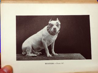 Antique 1896 Book Jerry The Blunderer Border Terrier Pit Bull Dog Bull Terrier