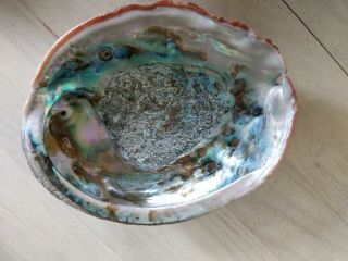 Extra Large 9 " 1 Lb 0.  9 Oz Stunning Iridescence Abalone Shell