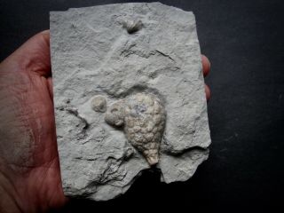Well Preserved Holocystites Scutellatus Cystoid From Indiana