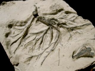 Large Impressive Eucalyptocrinus Sp.  - Crinoid Root Holdfast - Indiana