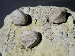 Triple Pentremites Blastoid Echinoderm Plate - Illinois