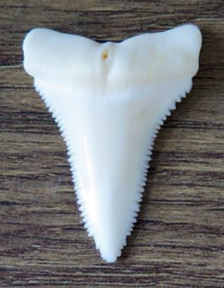 1.  505 " Lower Nature Modern Great White Shark Tooth (teeth)