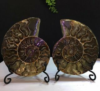264g Natural A Ammonite Ancient Fossils Slice Nautilus Jade Shell,  Stand