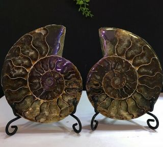 264g Natural A Ammonite Ancient Fossils Slice Nautilus Jade Shell,  Stand 2