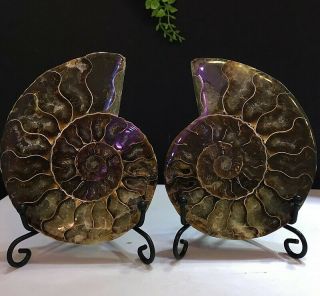 264g Natural A Ammonite Ancient Fossils Slice Nautilus Jade Shell,  Stand 3