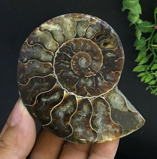 264g Natural A Ammonite Ancient Fossils Slice Nautilus Jade Shell,  Stand 5