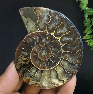 264g Natural A Ammonite Ancient Fossils Slice Nautilus Jade Shell,  Stand 6