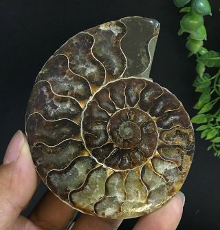 264g Natural A Ammonite Ancient Fossils Slice Nautilus Jade Shell,  Stand 7