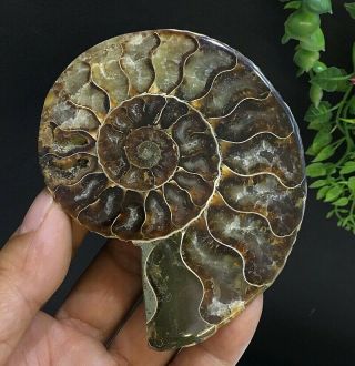 264g Natural A Ammonite Ancient Fossils Slice Nautilus Jade Shell,  Stand 8