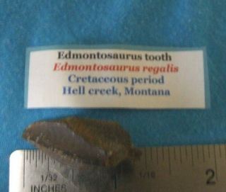 A Rare 1.  25 " Edmontosaurus Dinosaur Tooth Fossil Tooth No Repairs 24