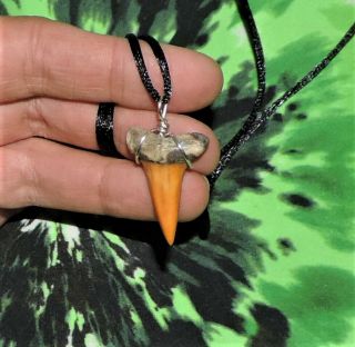Mako Sharks Tooth Necklace 1 1/4  Inch Beauty No Restorations / Megalodon