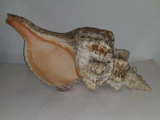 Large 17 " Long Conch Shell,  Specimen Seashell,  Natural Nautical Beach Decor