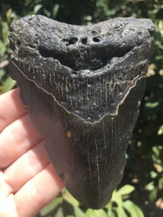 Huge Solid Dark 4.  17” Megalodon Tooth Fossil Shark Teeth Unrestored