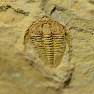 Fossils Trilobite Hewenia Typica,  Interest,  Cool M3