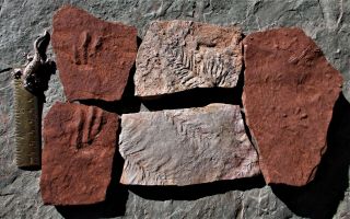 Footprints And Conifer Imprints.  El Pueblo Early Permian,  Nm,  Usa.