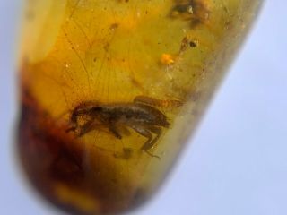 Unknown Beetle&worm Burmite Myanmar Burmese Amber Insect Fossil Dinosaur Age
