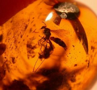 Very Rare Winged Ant With Blood Sucking Fly In Burmite Amber Fossil Dinosaur Age