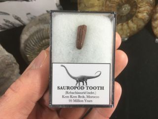 Rebachisaurid Sauropod Tooth 04 - Kem Kem,  Morocco,  Dinosaur Fossil