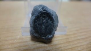 Geological Enterprises Rare Cambrian Fossil Trilobite Labiostria Westropi
