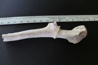 Fossil Red Deer Antler Cervus Elaphus Pleistocene Germany