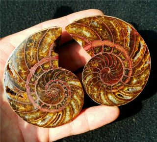 Rare 168.  2g Natural Ammonite Nautilus Shell Jurrassic Fossil Specimen Madagascar