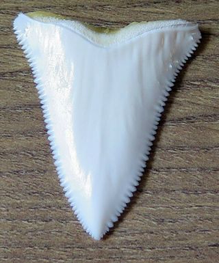 1.  872 " Upper Principle Nature Modern Great White Shark Tooth (teeth)