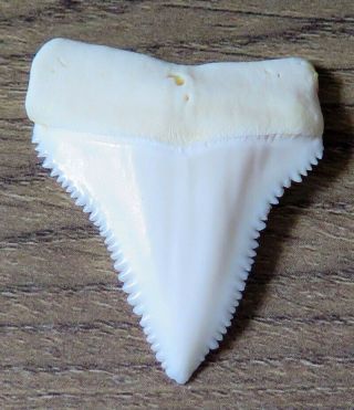 1.  573 " Upper Nature Modern Great White Shark Tooth (teeth)
