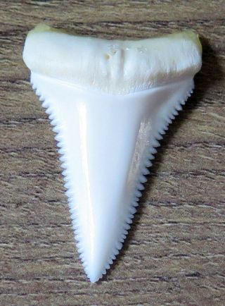 1.  531 " Lower Nature Modern Great White Shark Tooth (teeth)
