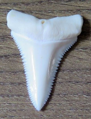 1.  527 " Lower Nature Modern Great White Shark Tooth (teeth)