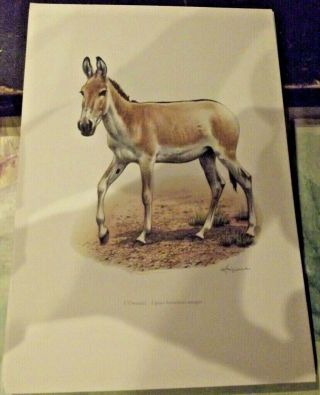 N°136 Mammal Poster The Steppe Primrose Of Europe